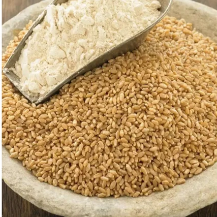 Extra Whole Wheat Flour for Healthy Baking Breads Muffins Pancakes and Cooking Use High in Nutrients