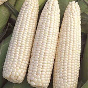 Giant White Corn by Goya, Whole White Hominy, Mexican Corn, Dried White Corn For Sale