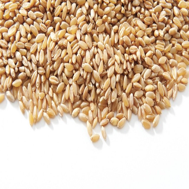 100% GMO-Free High Grade Soft Texture Whole Wheat Grain for Bread Making 25/50kg PP Bags From THAILAND