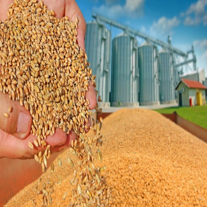 Unmilled Organic Whole Berries| Field Traced | Bulk Bag Packaging