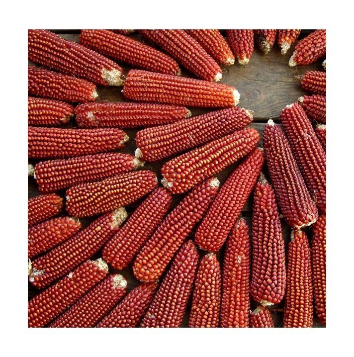 Best Selling Organic Red Maize Corn High Quality Dried Natural Product for Bulk Purchase