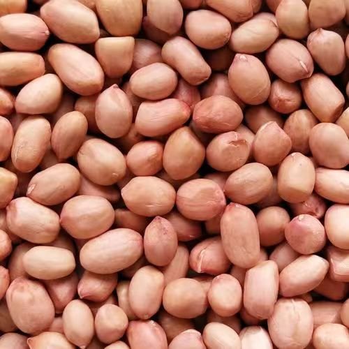 Good Quality Bold Long Groundnut Kernels Raw Peanut Kernels Without Shell Peanut for Animal Feed